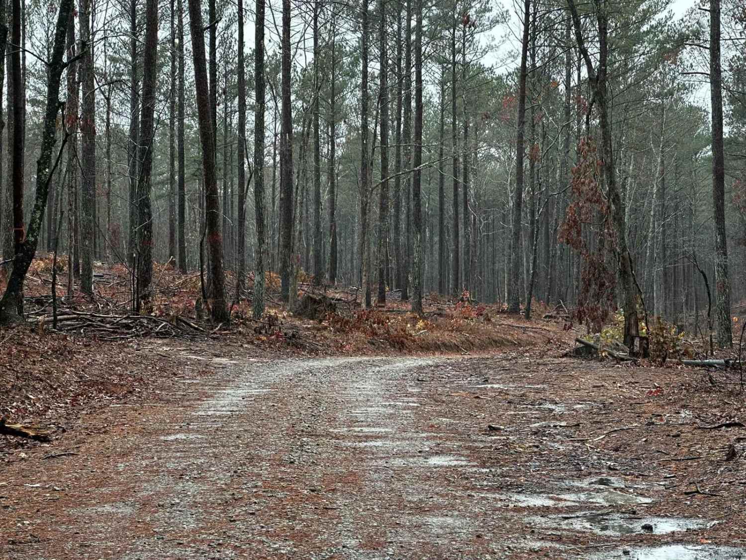 Black Mountain Road - FSR 139