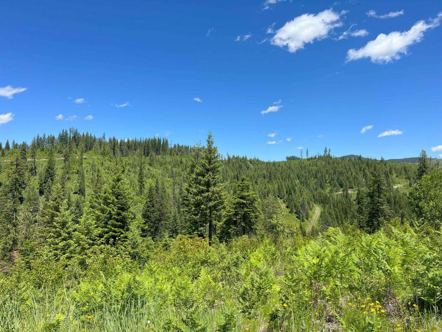 Tree Line Track