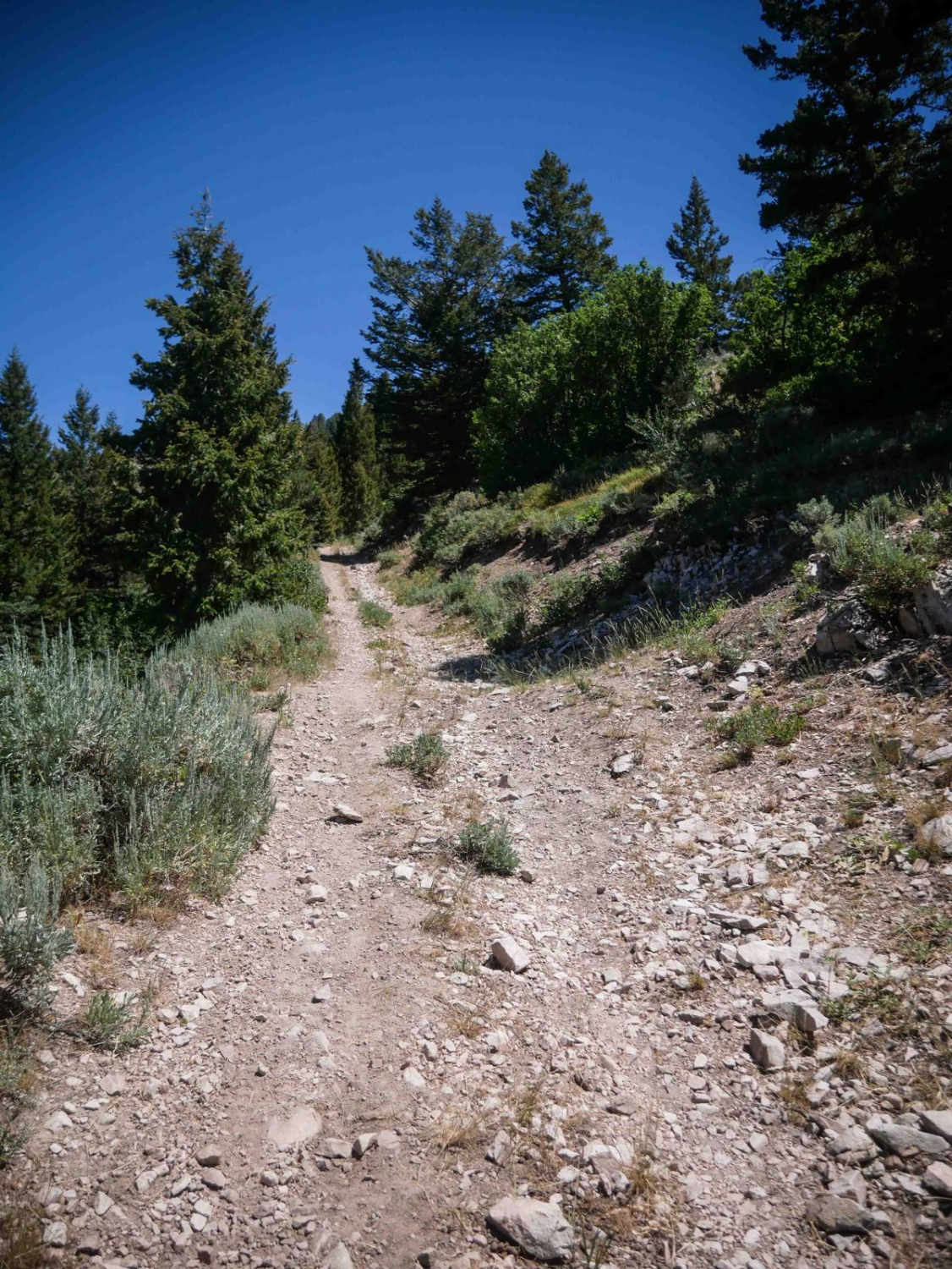 Steep Springs #3450