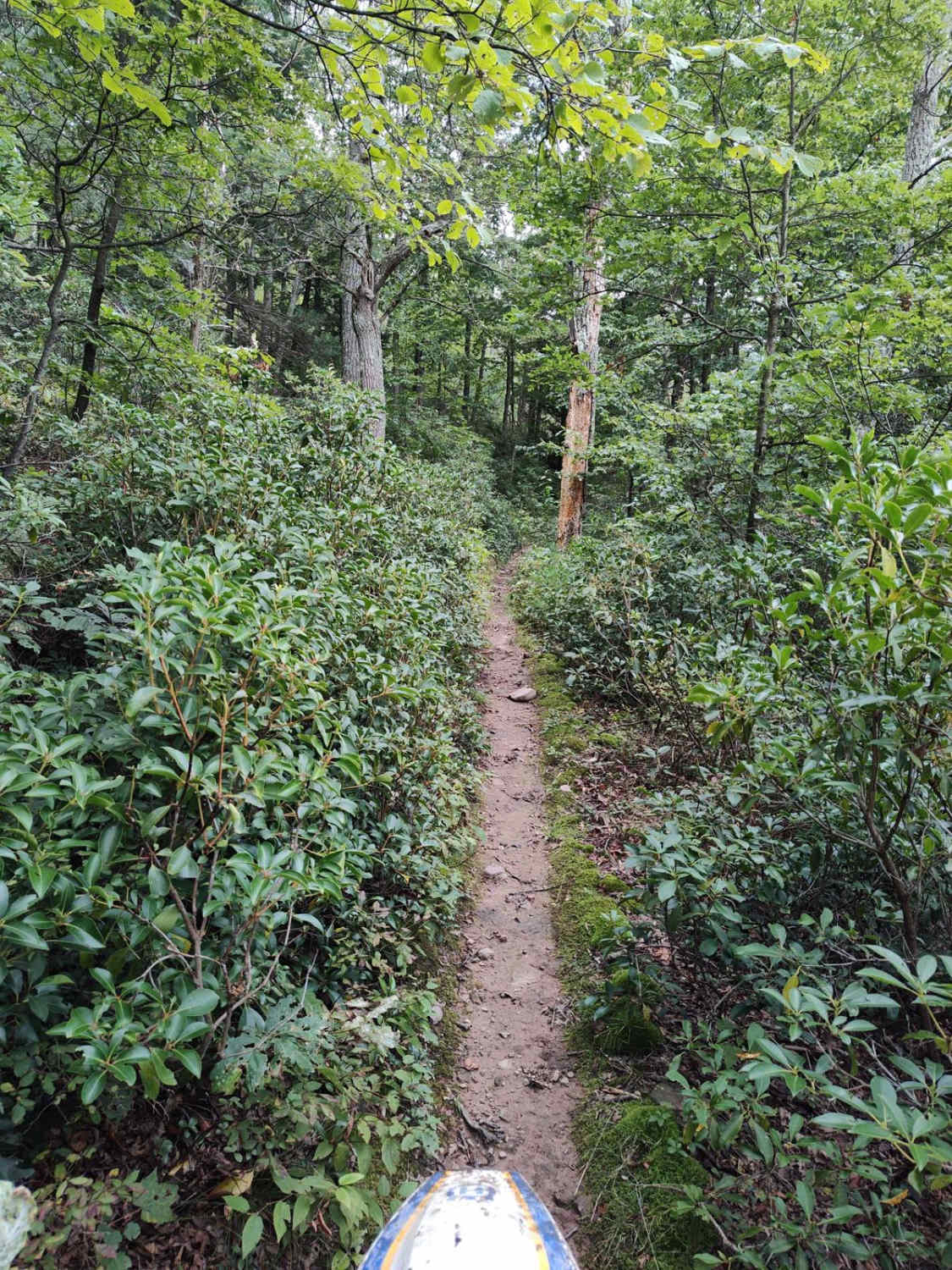 Cold Spring Trail - Single Track