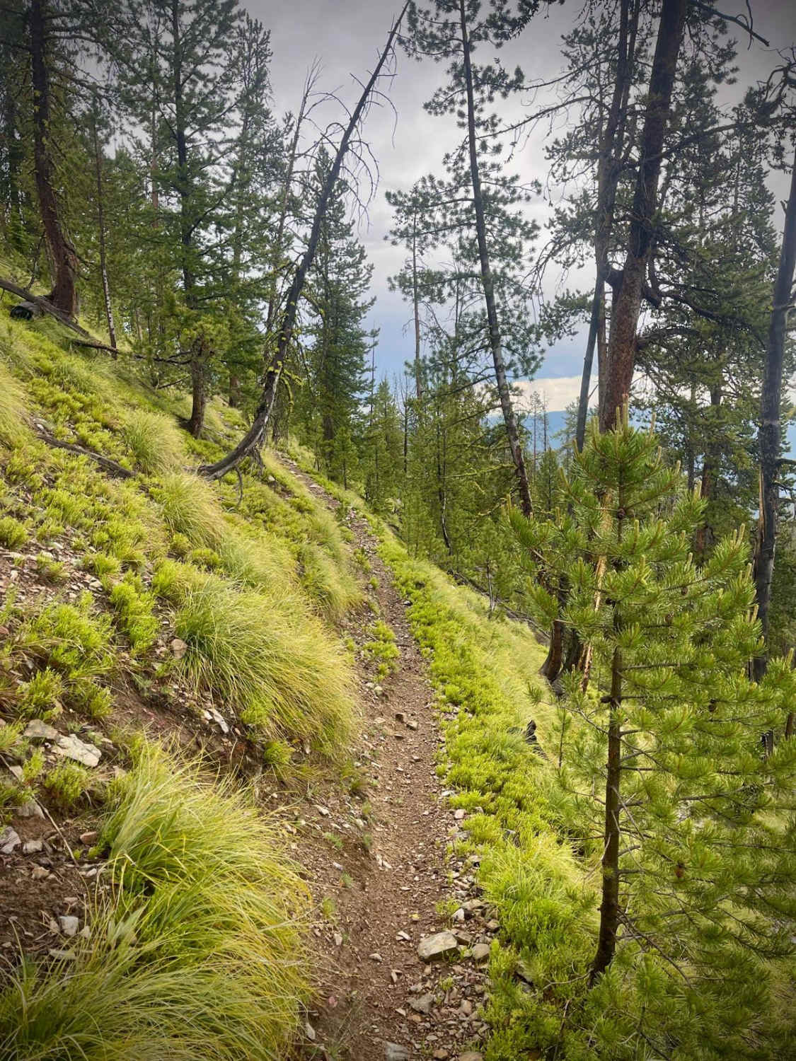 Divide NRT (Ditch Creek to Twin Creek Ridge)