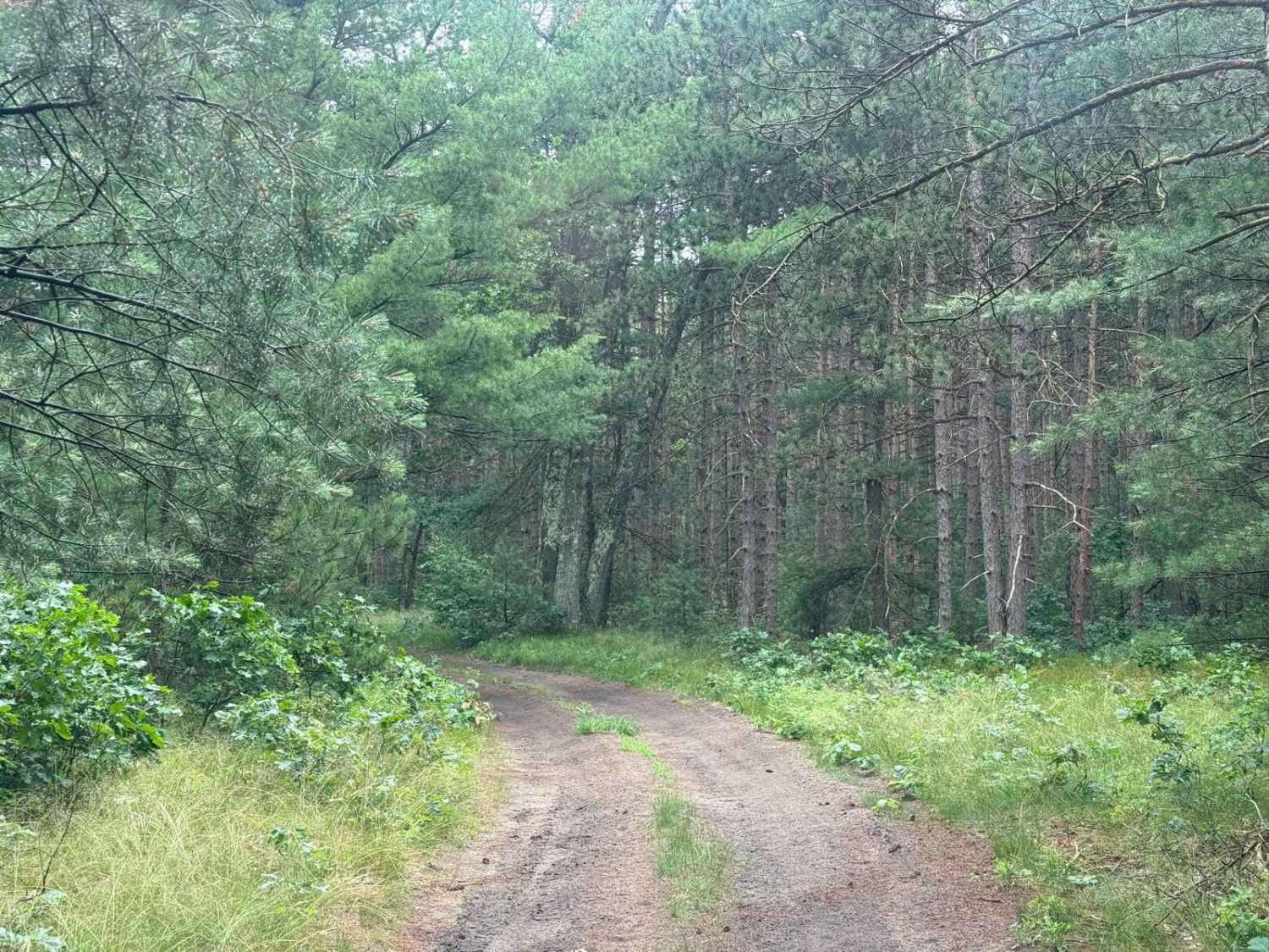 Forest Route 9191