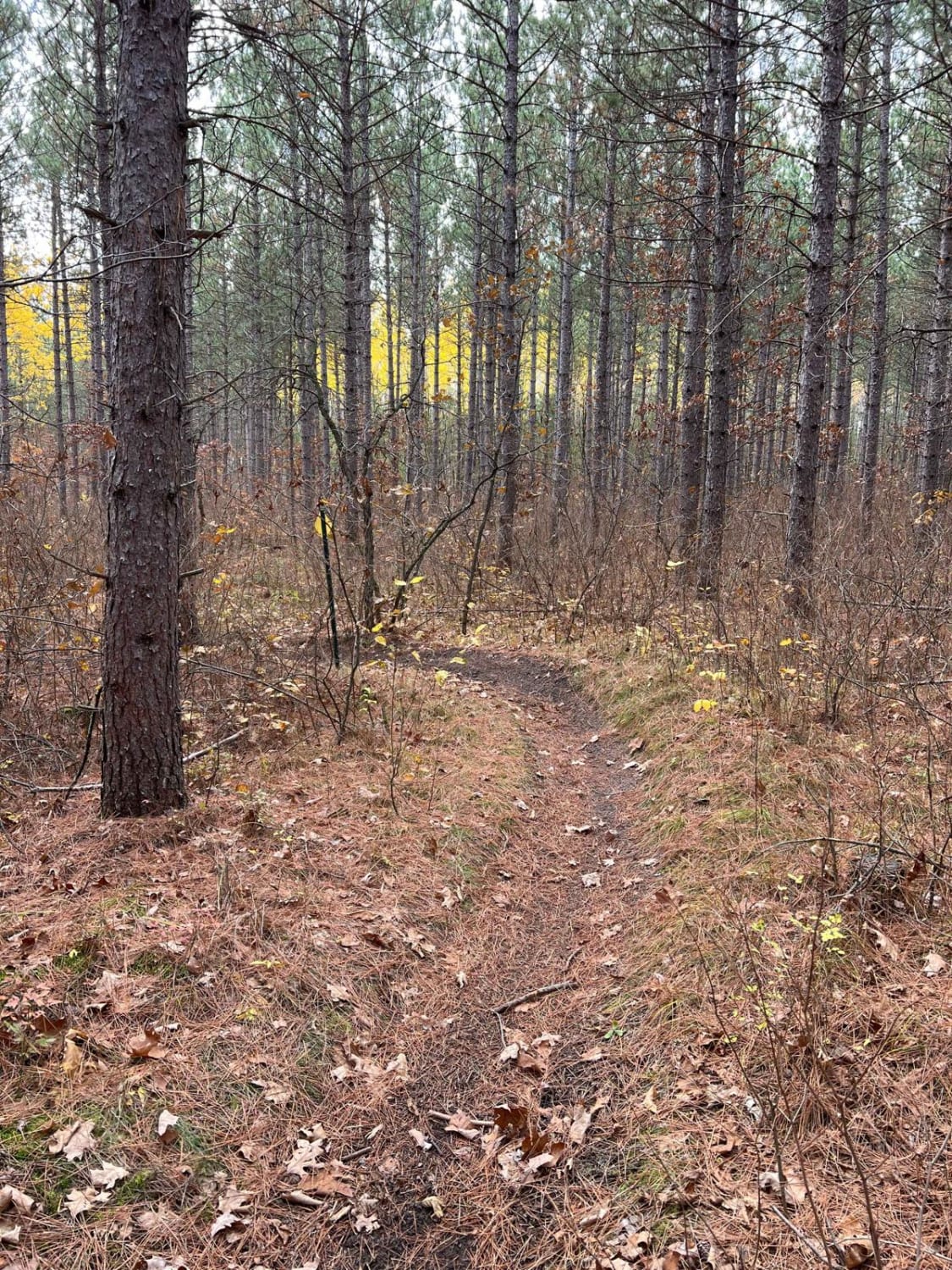 Huntersville East Wooded Free for All Trail
