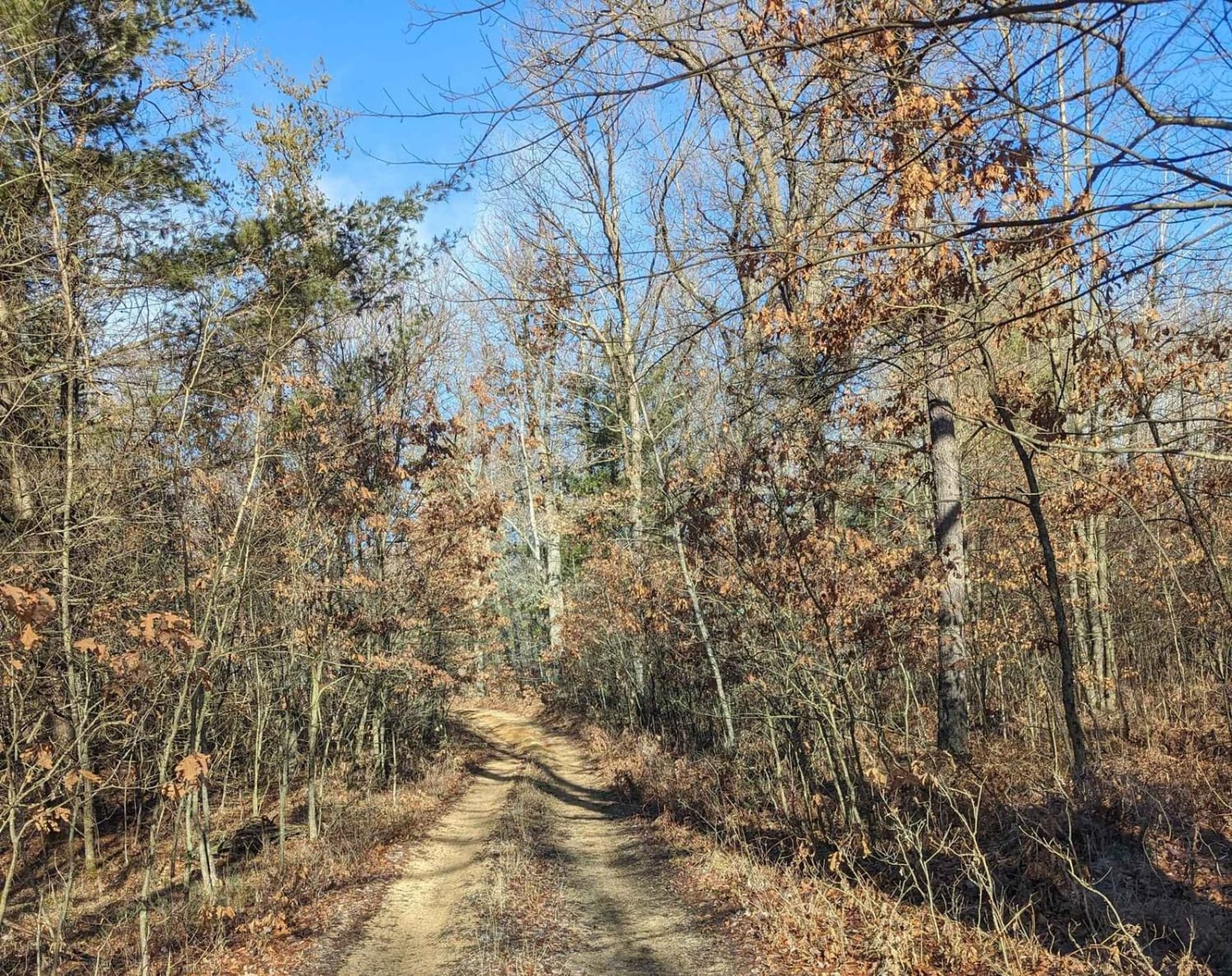 Wooded Trail outside of Tin Cup