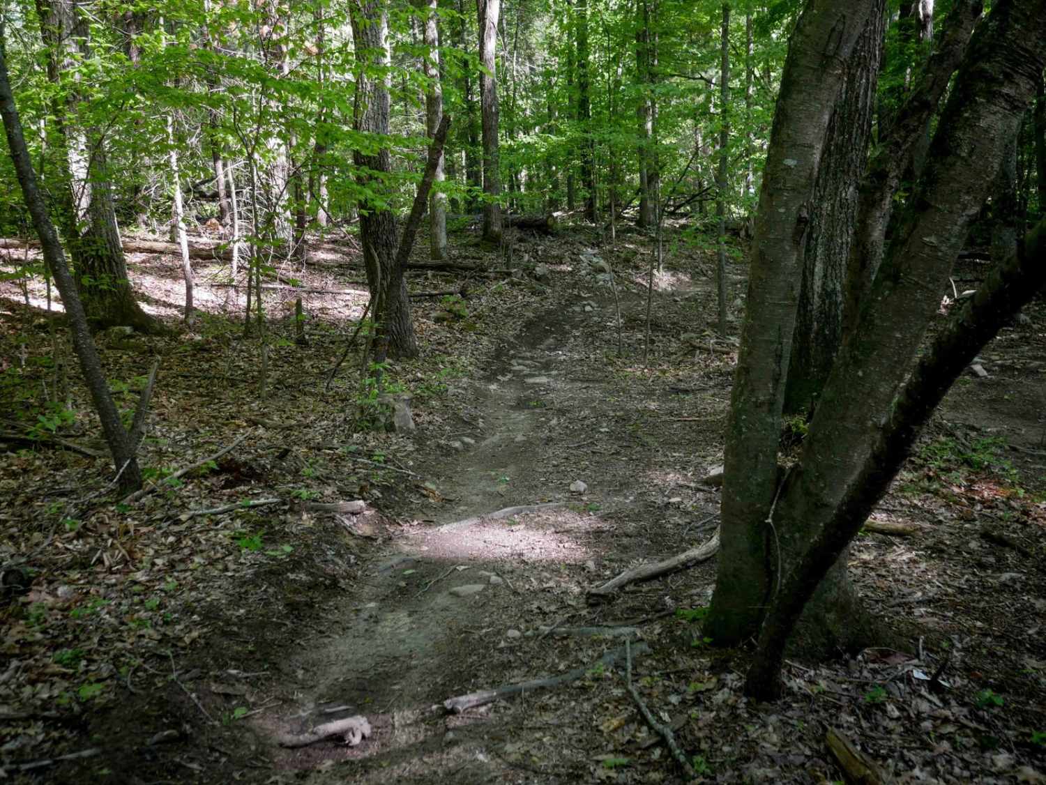 Single Track 2
