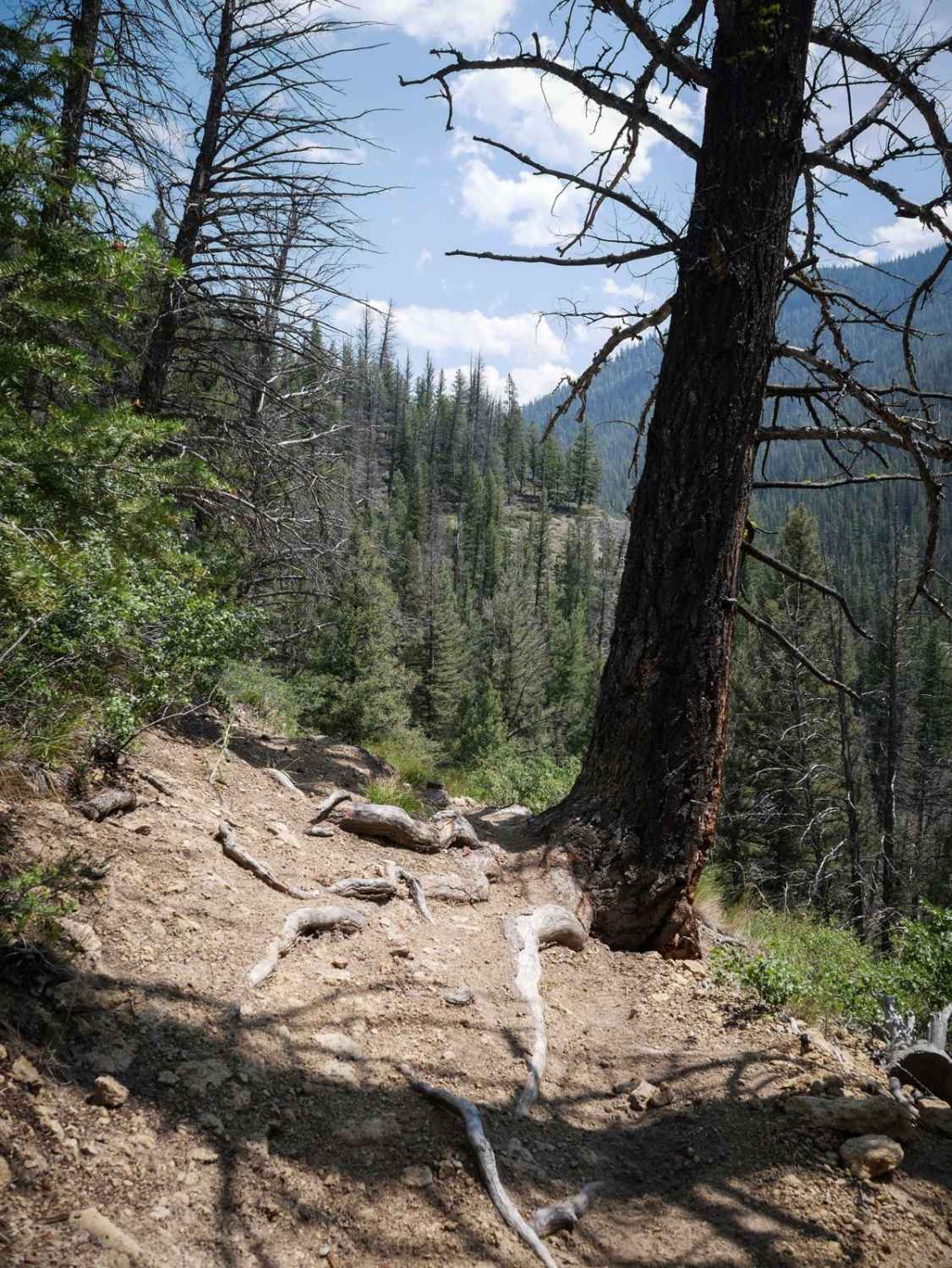 Five Mile Creek 