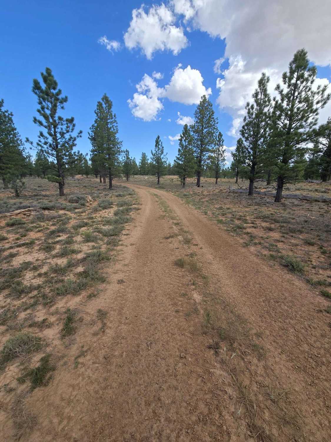 Local Trail (FSR 33653/33652)