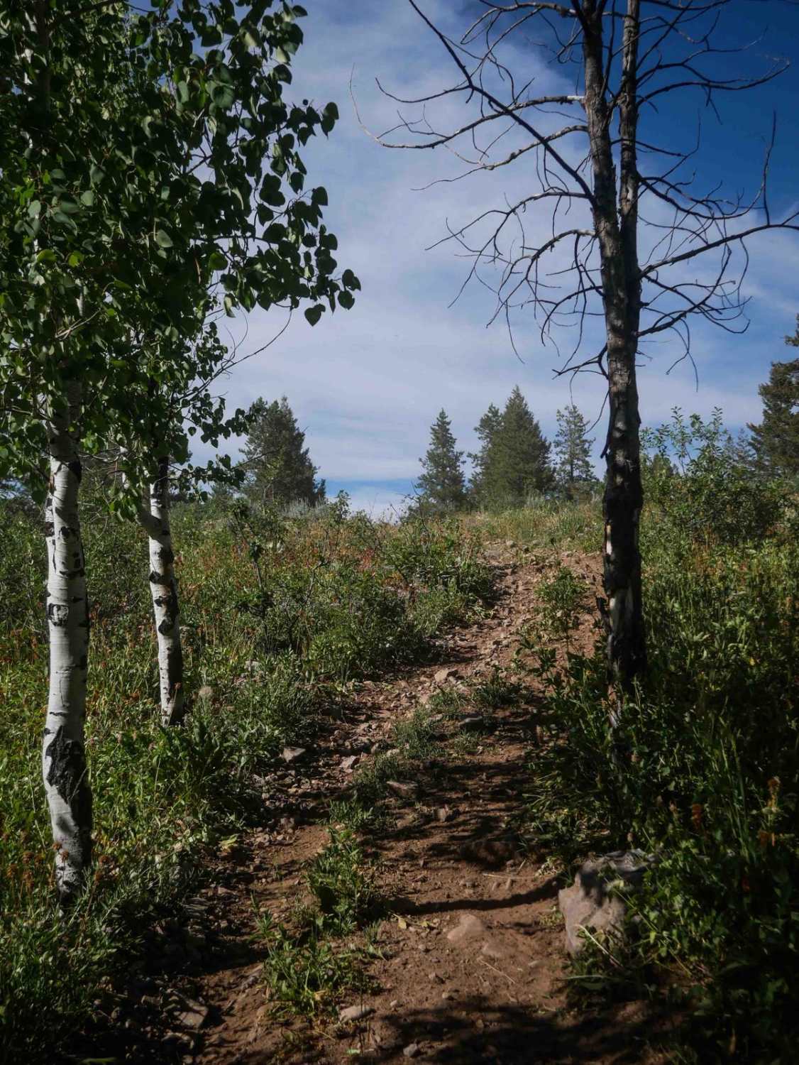 Summit View North #5260 