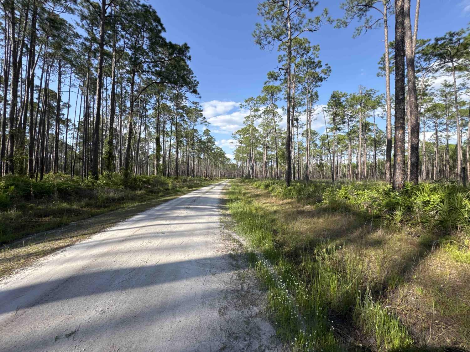Mount Carrie - Osceola NF 234