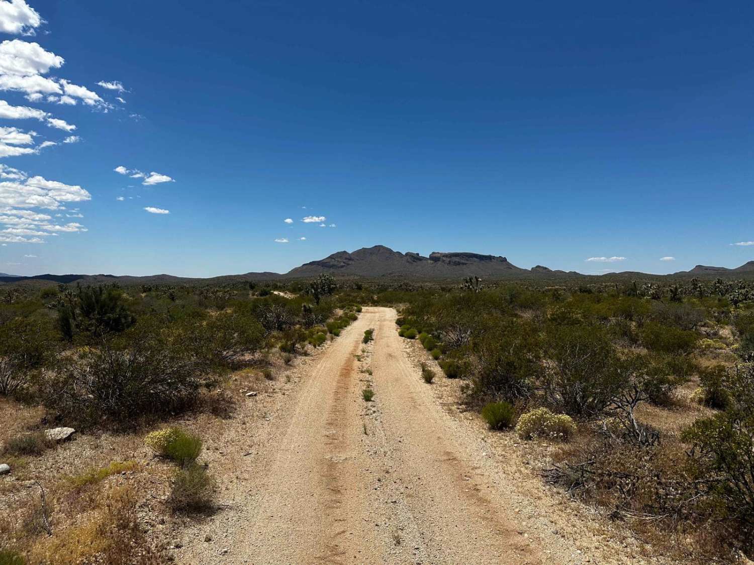 Joshua Tree Loop