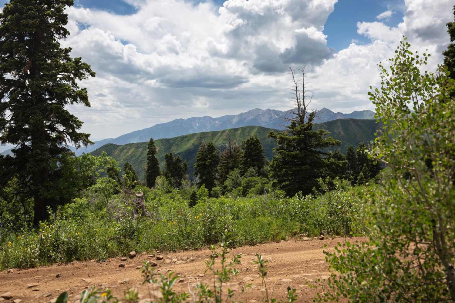 Wing Flat - FR 70619