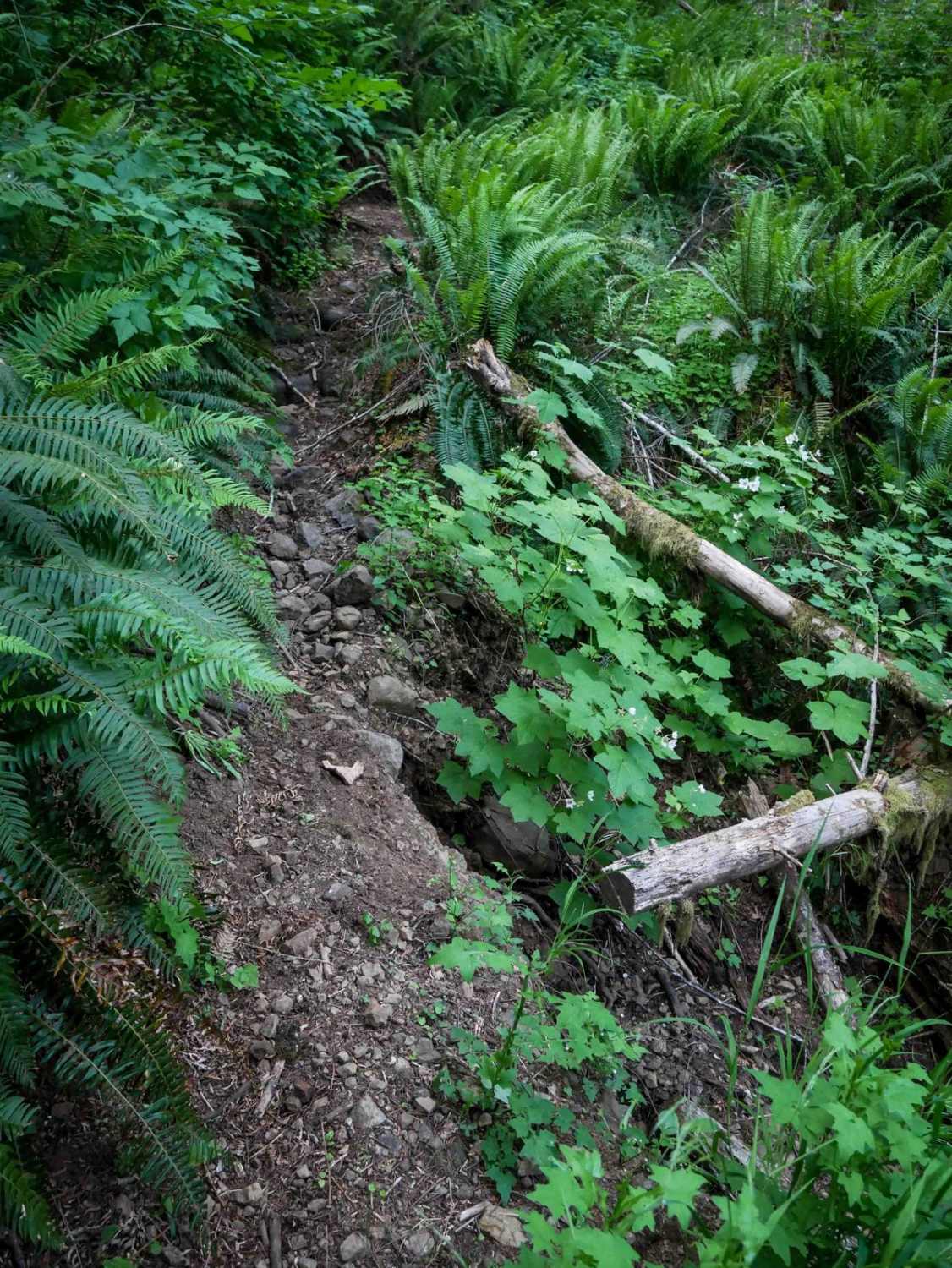 Maddogs Pumpkin Patch #38 (Difficult)