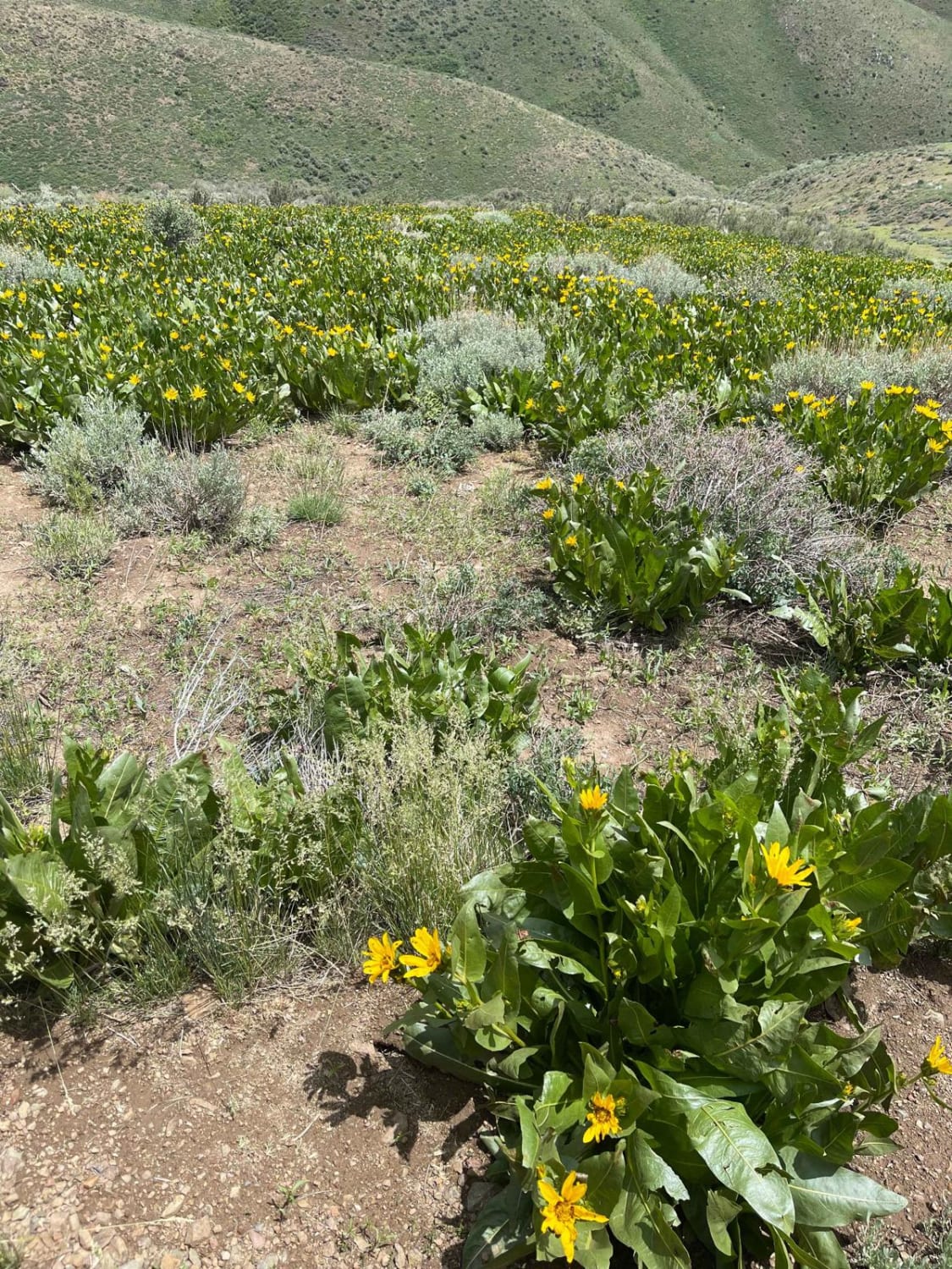 Sonoma Peak Access Trail