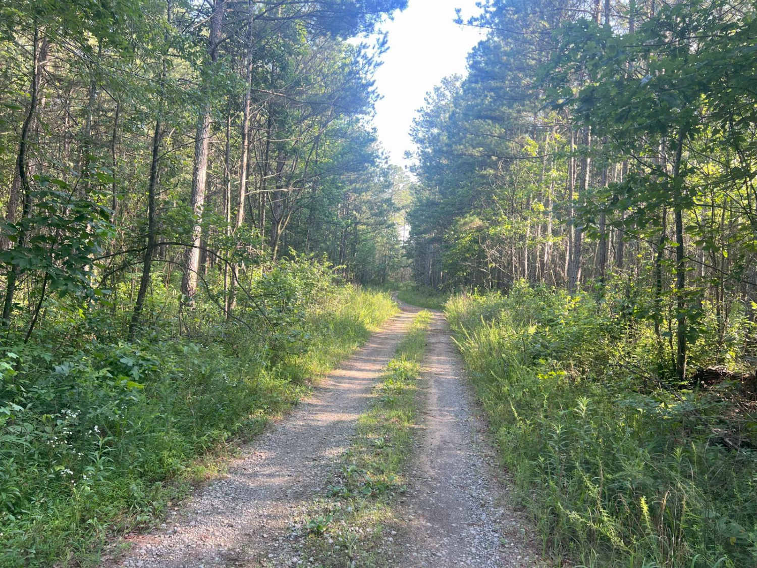 Strawberry Mountain - Forest Road 260