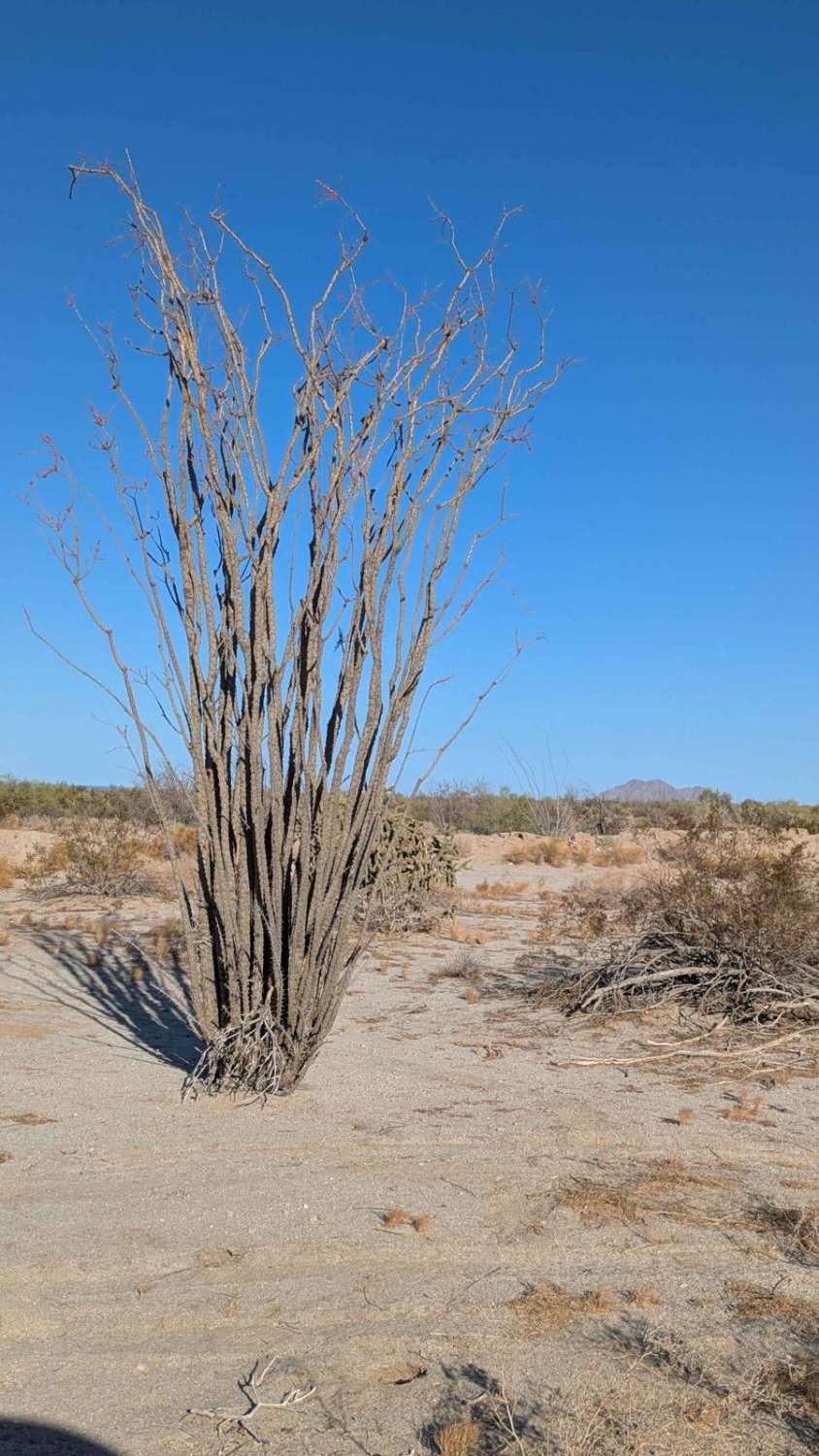 Cresta de Cresota !Vaya!