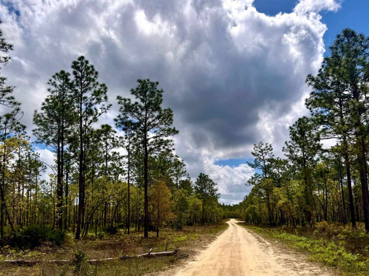 Gully Creek - FS 136