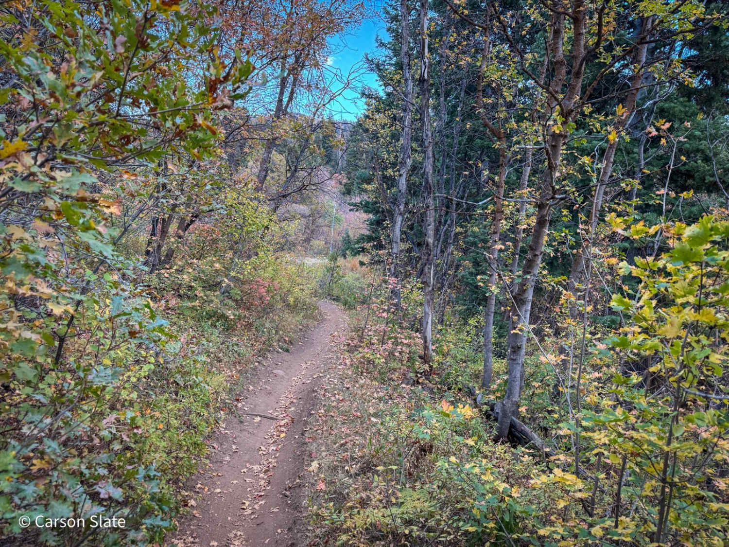 Mueller Park