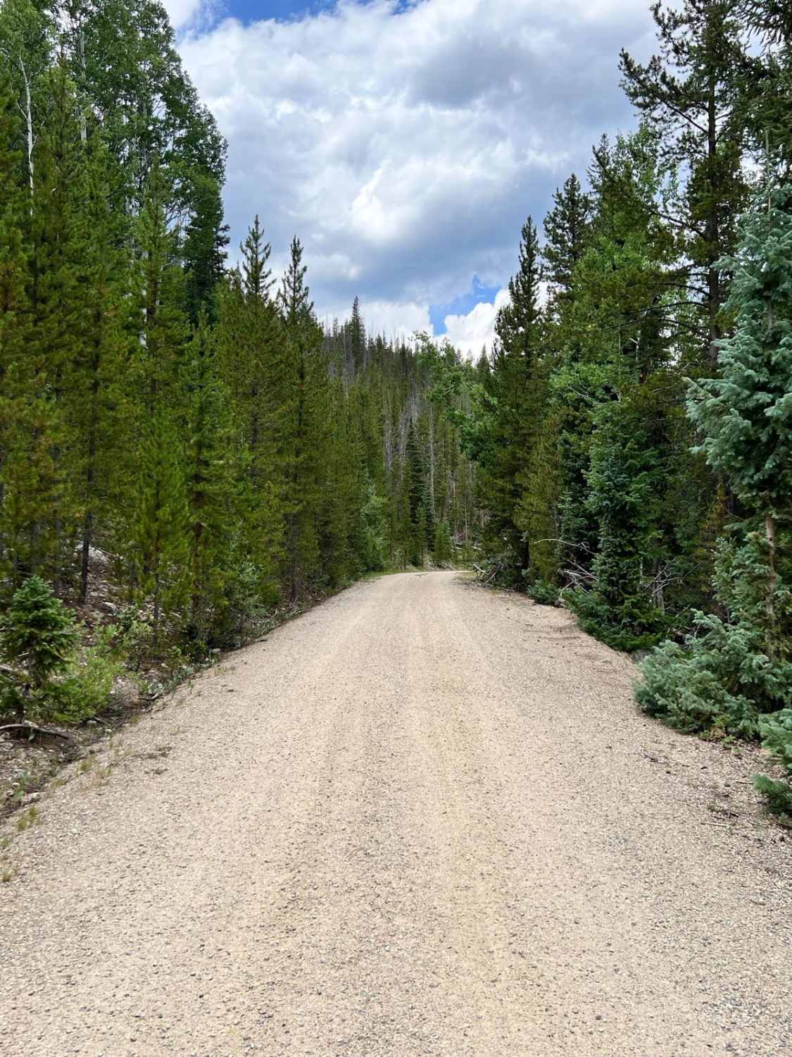 South Fork Road - FS 142.1