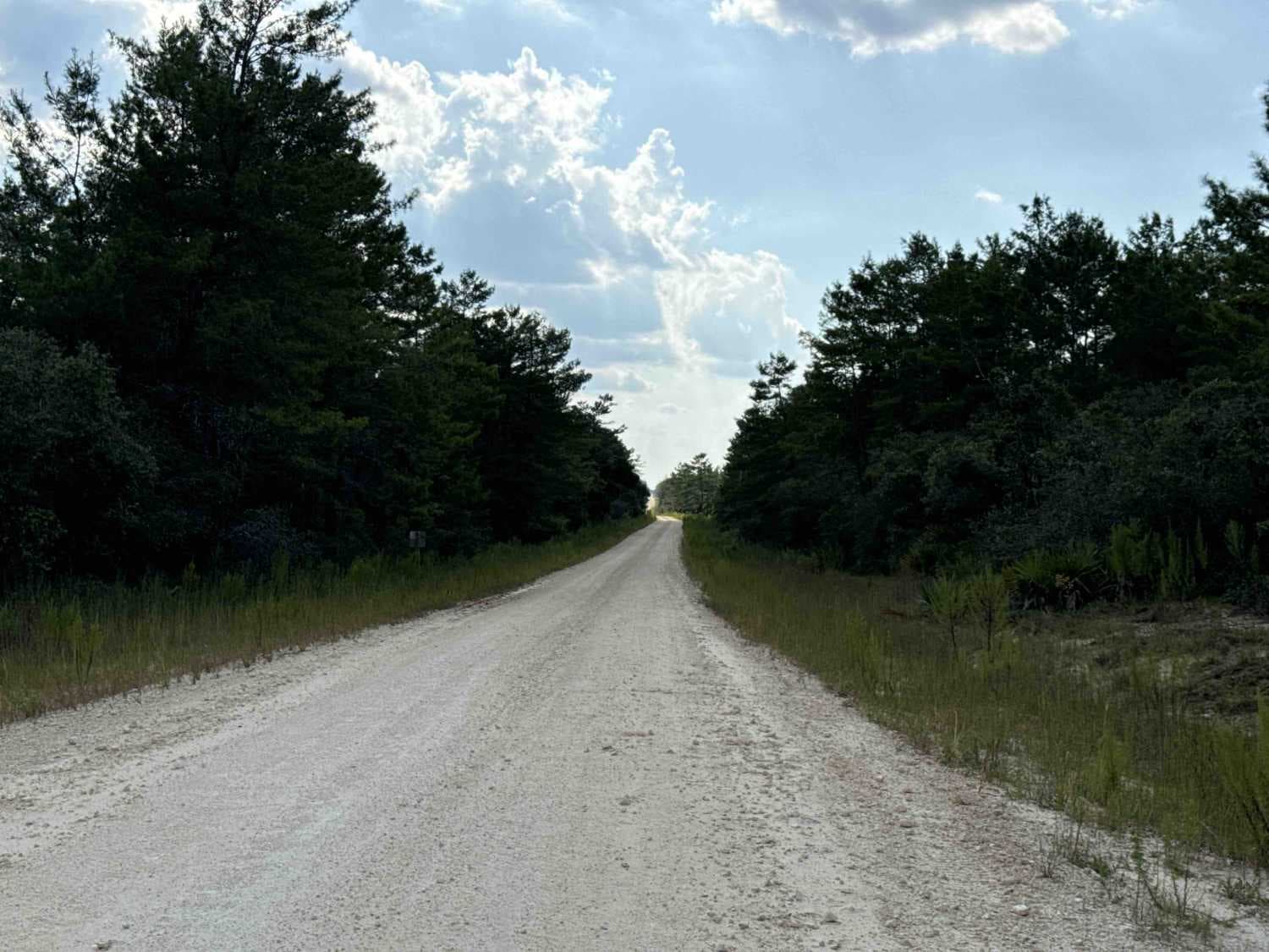 Orange Hammock Trail - ONF 45