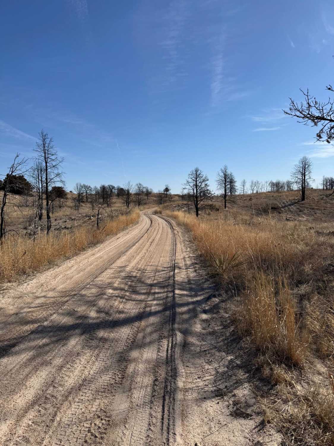 Forest Road 203A - Circle Trail