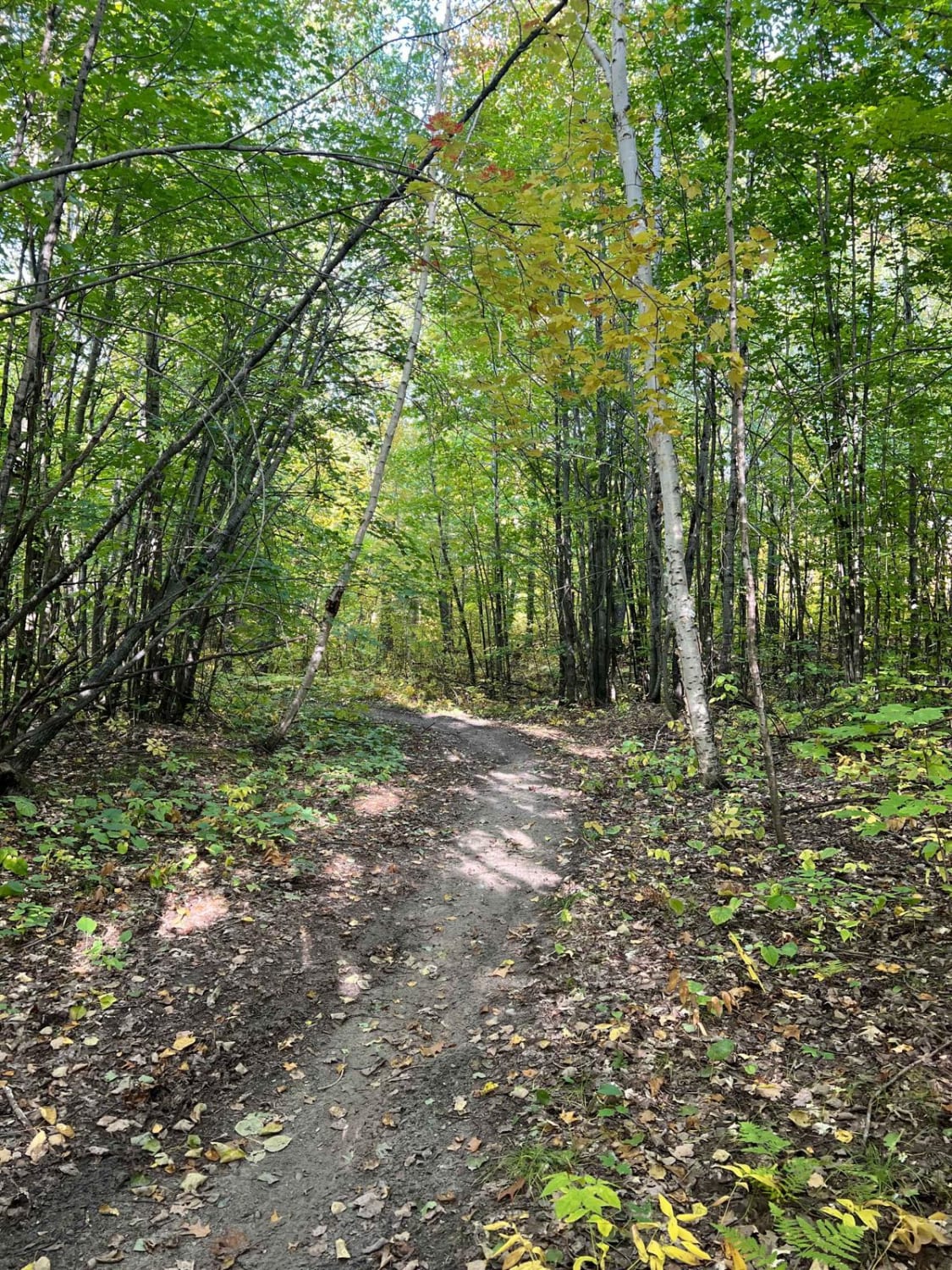 Paul Bunyan's Overgrown ATV Trail