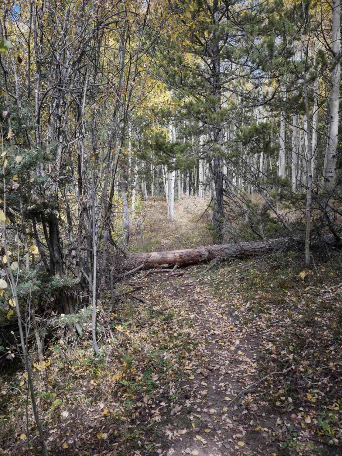 Bear Creek 