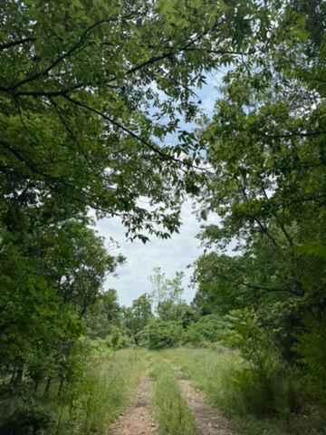 Shane's Trail