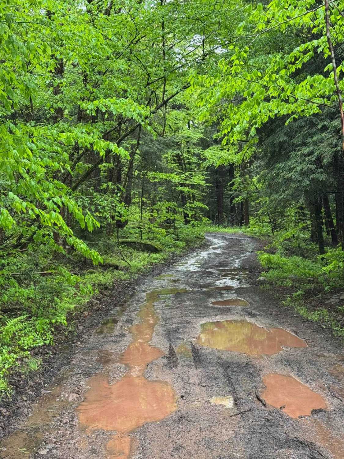 Basily Road