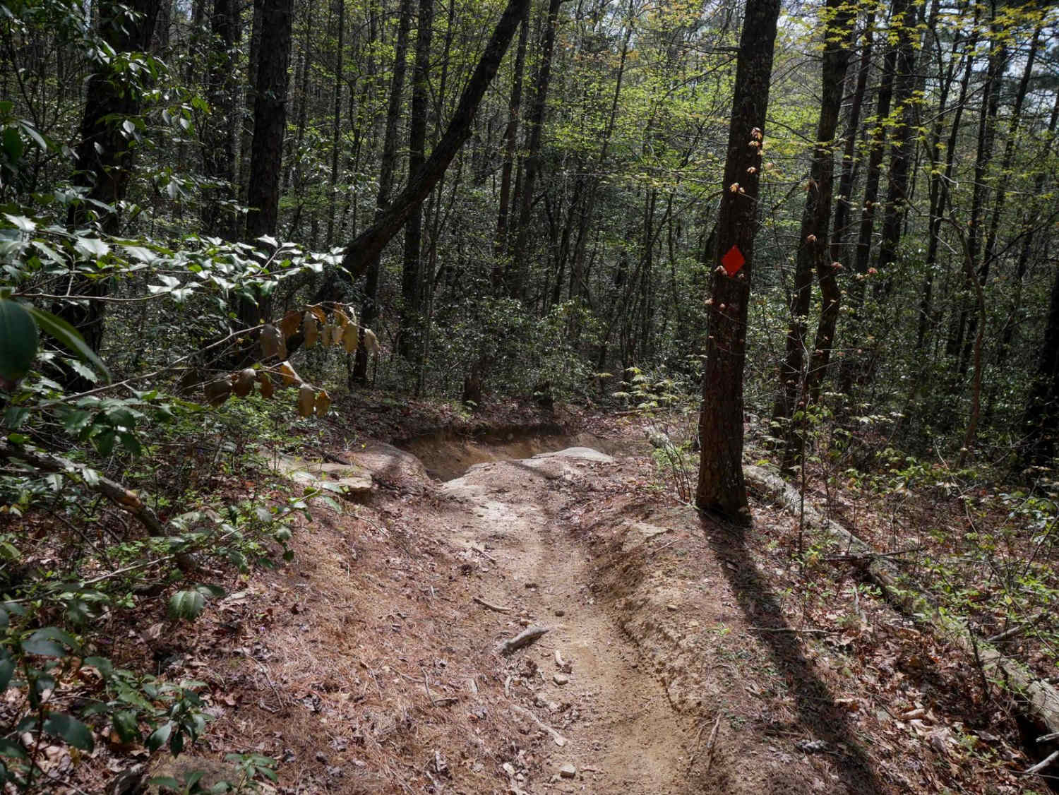 Trail 5 Ned's Knob 
