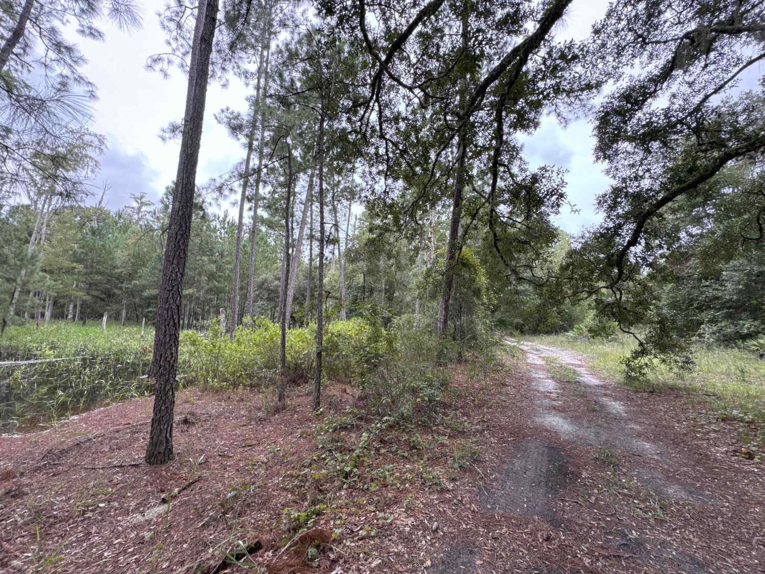 Ocala National Forest 24ST 3.2A