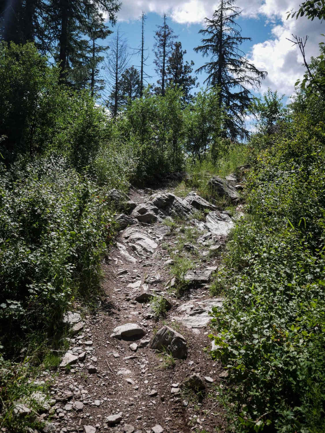 Canfield Mountain- Trail D 