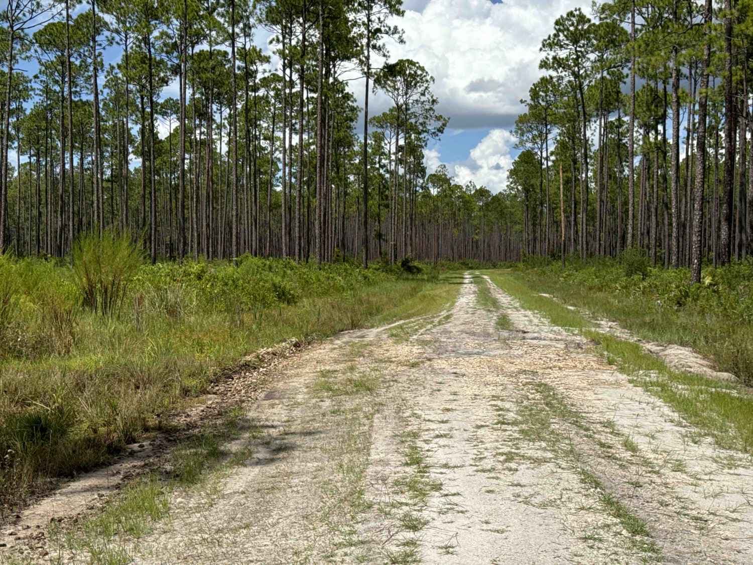 Big Gum Trail - Osceola NF 211