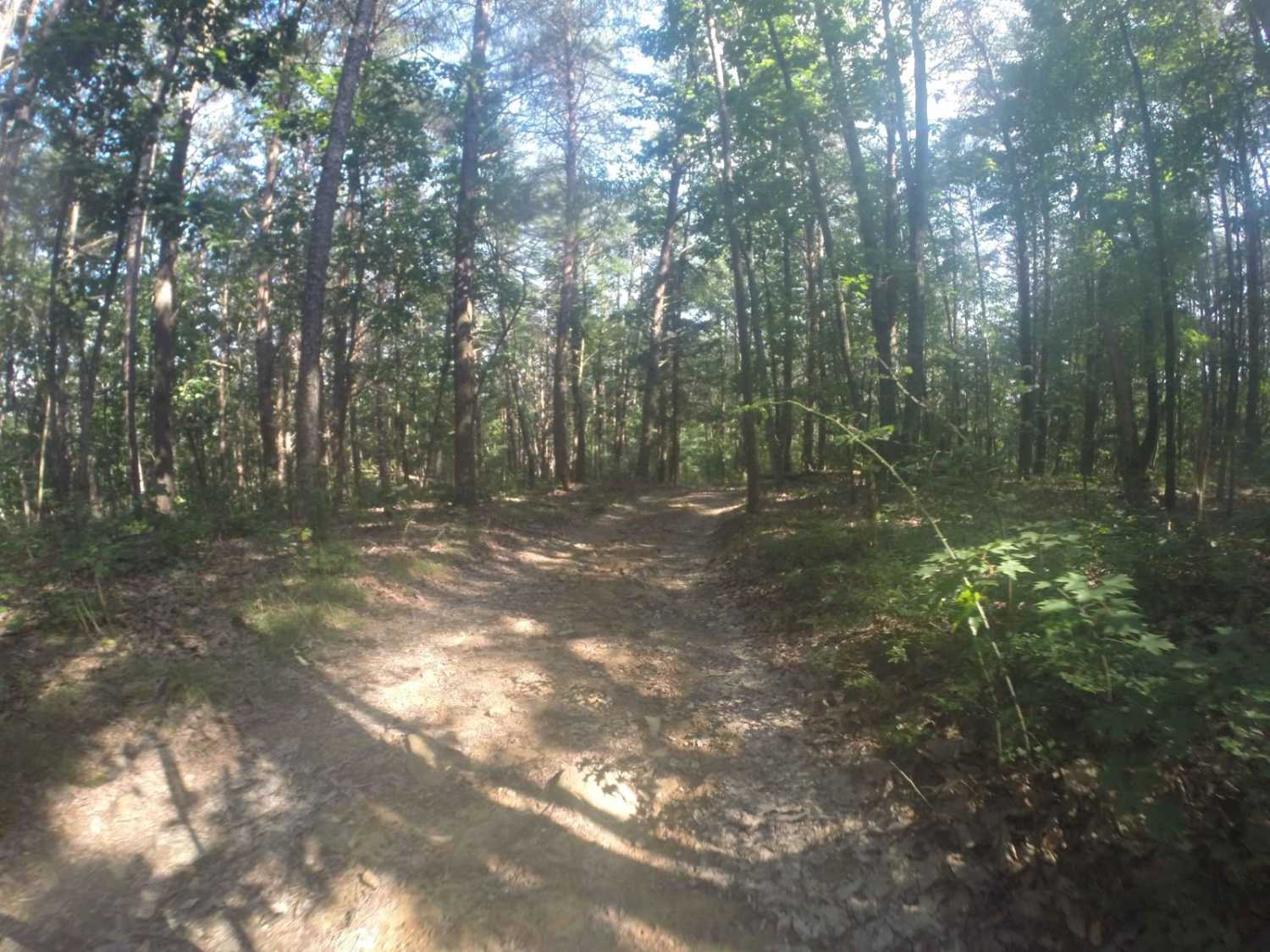 Manning Mill Spur - Forest Road 227A