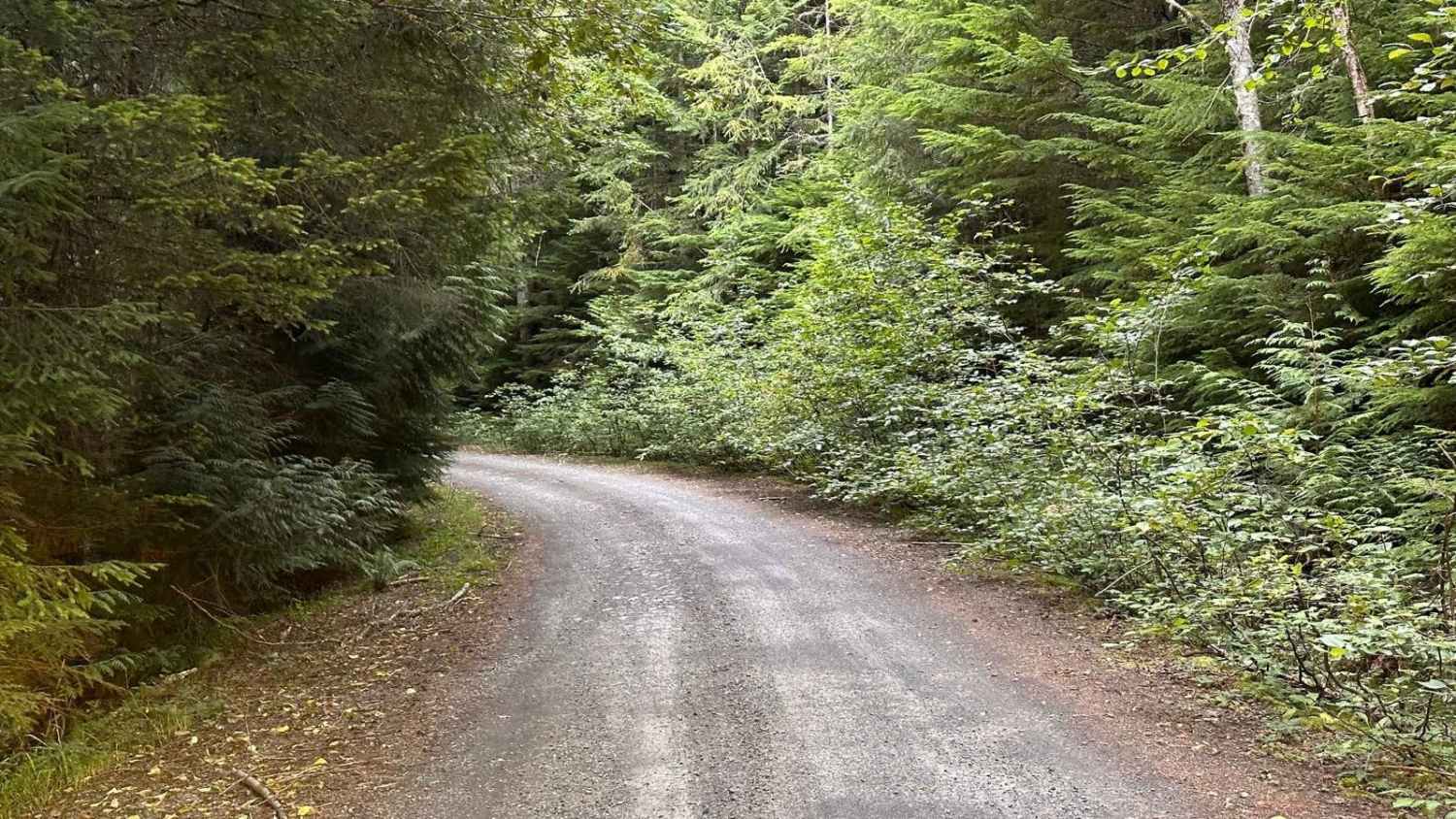 Echo Lake Road - NF 7220