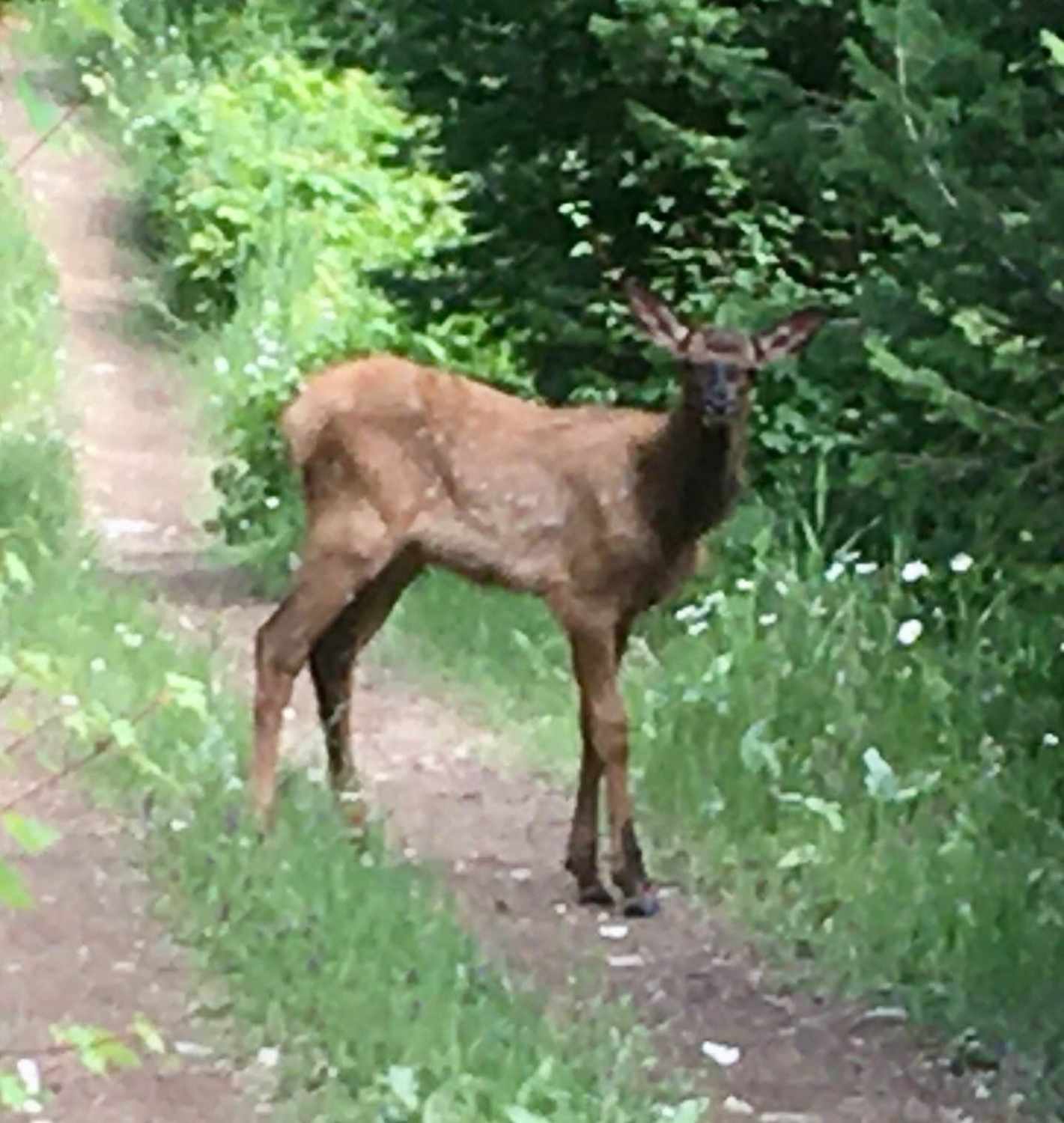 Lincoln View ATV Trail