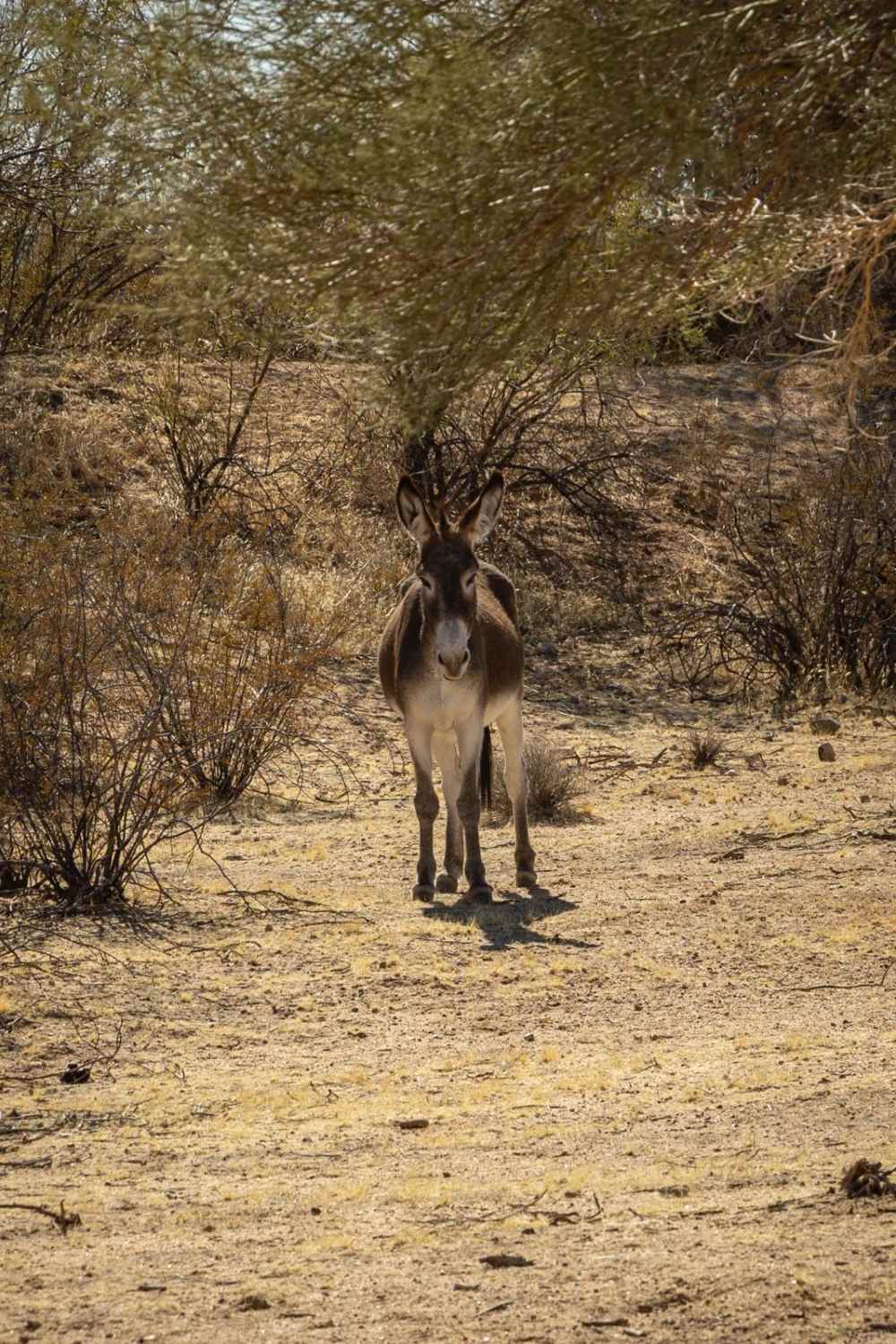 Tres Burros