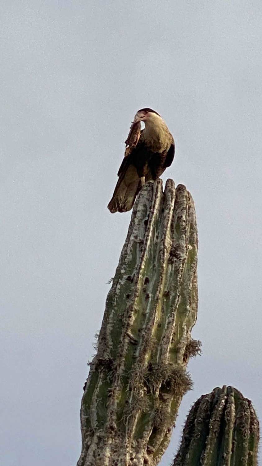 Caracara Loop