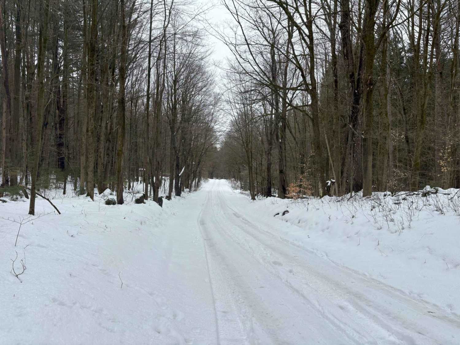 Bear Swamp