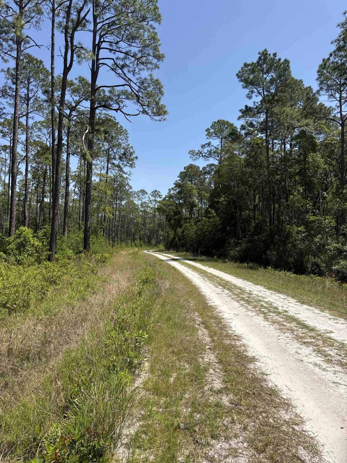Gum Dip - Osceola NF 284