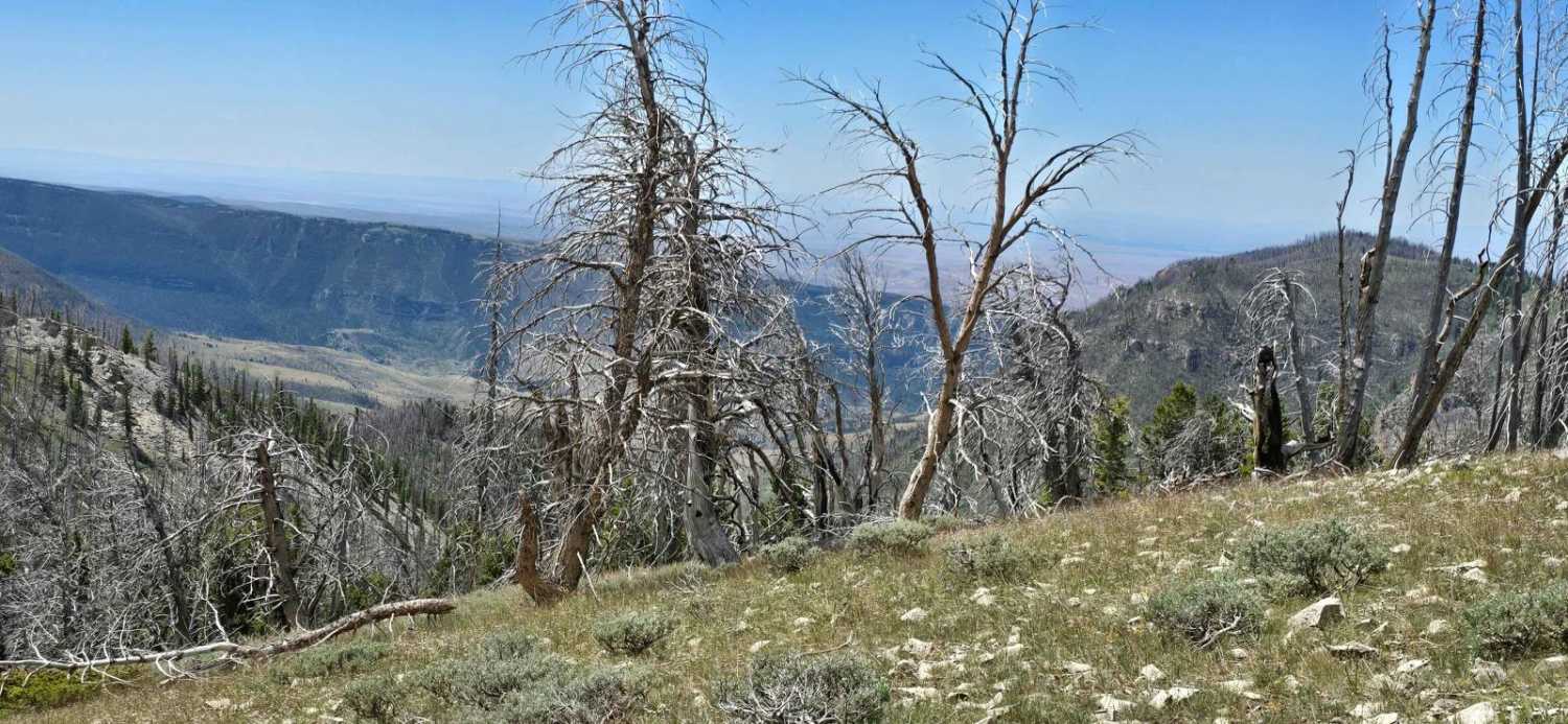 Grouse Creek (FSR 205)