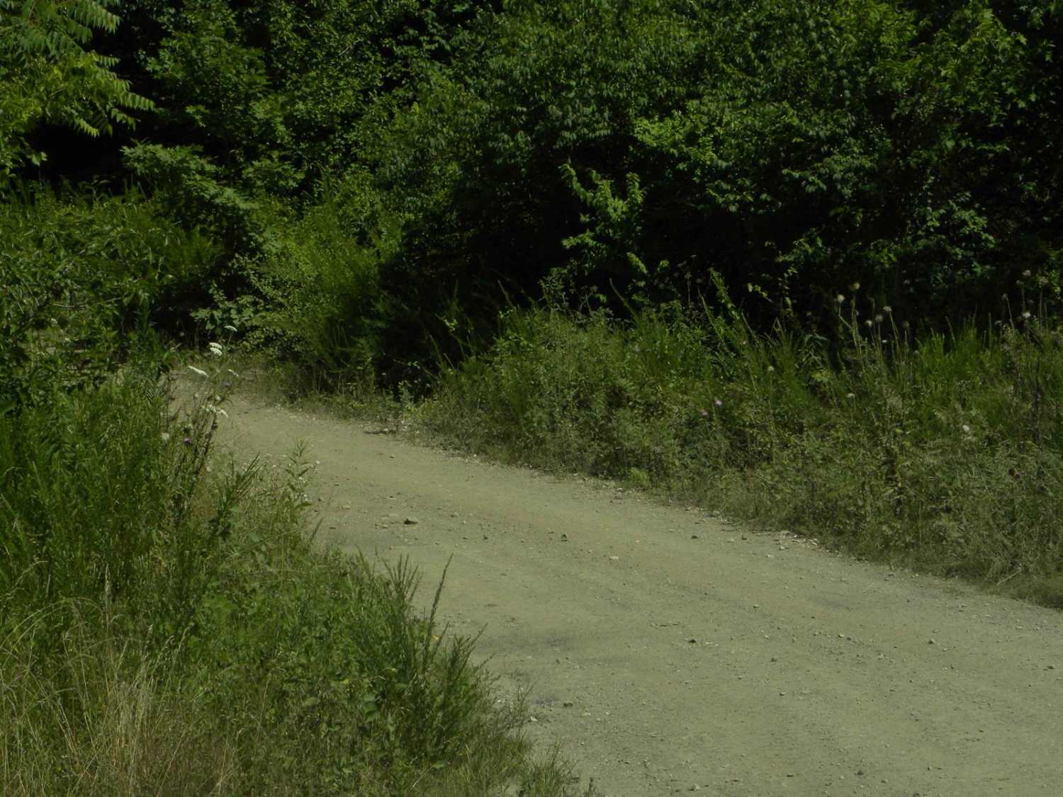 Trail 2C(intermediate)