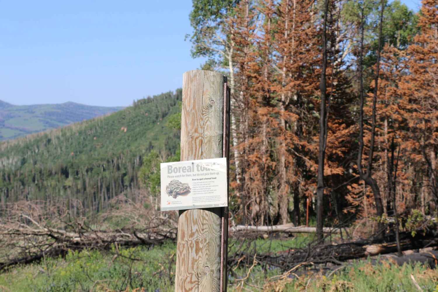 Heart Lake - FS 70097