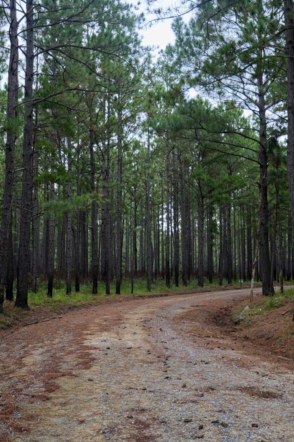 Bonneau Ferry WMA - Perimeter Loop 'B' - Alternate 