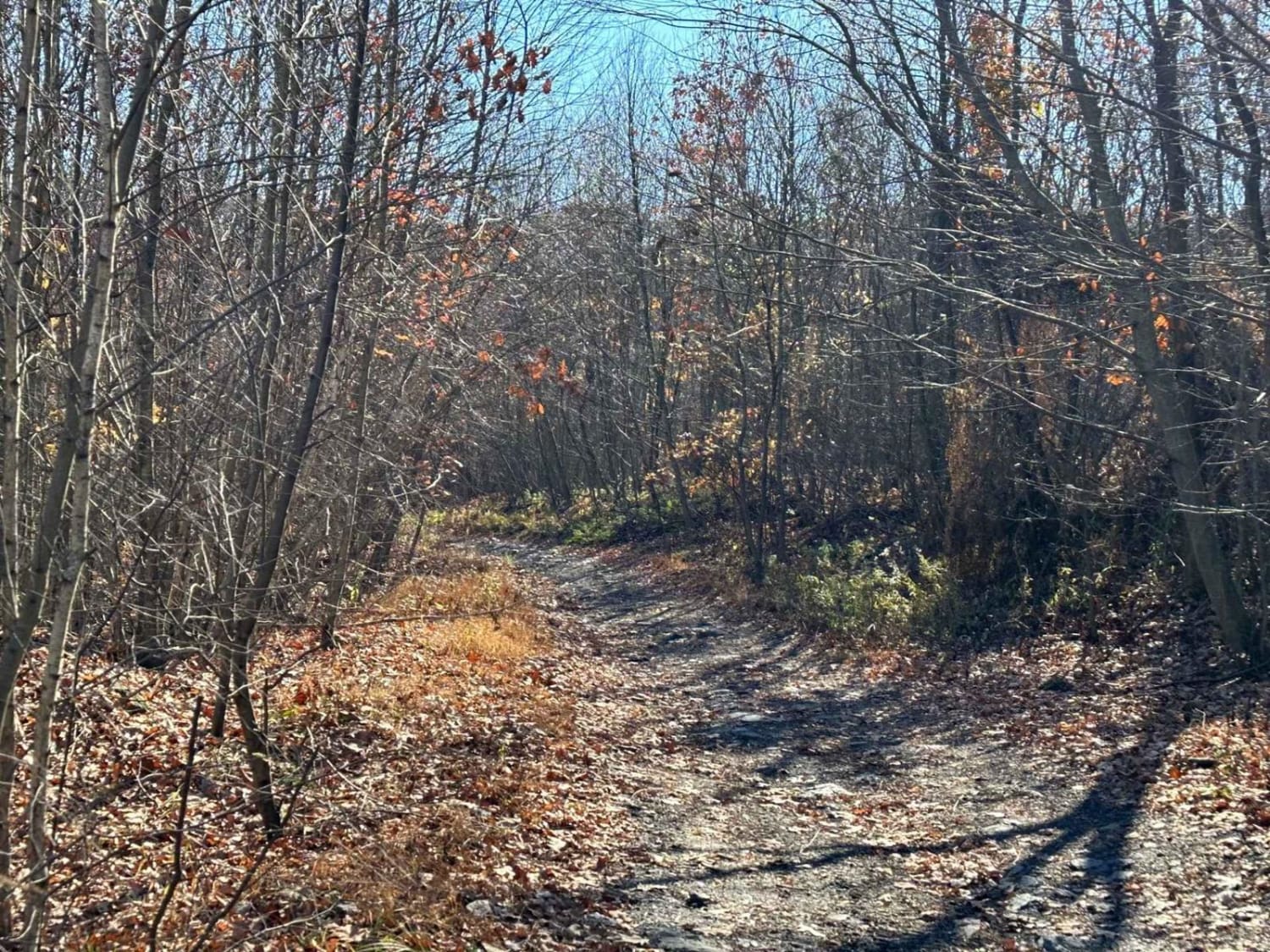 Trail 5 - 4 Crossover Trail