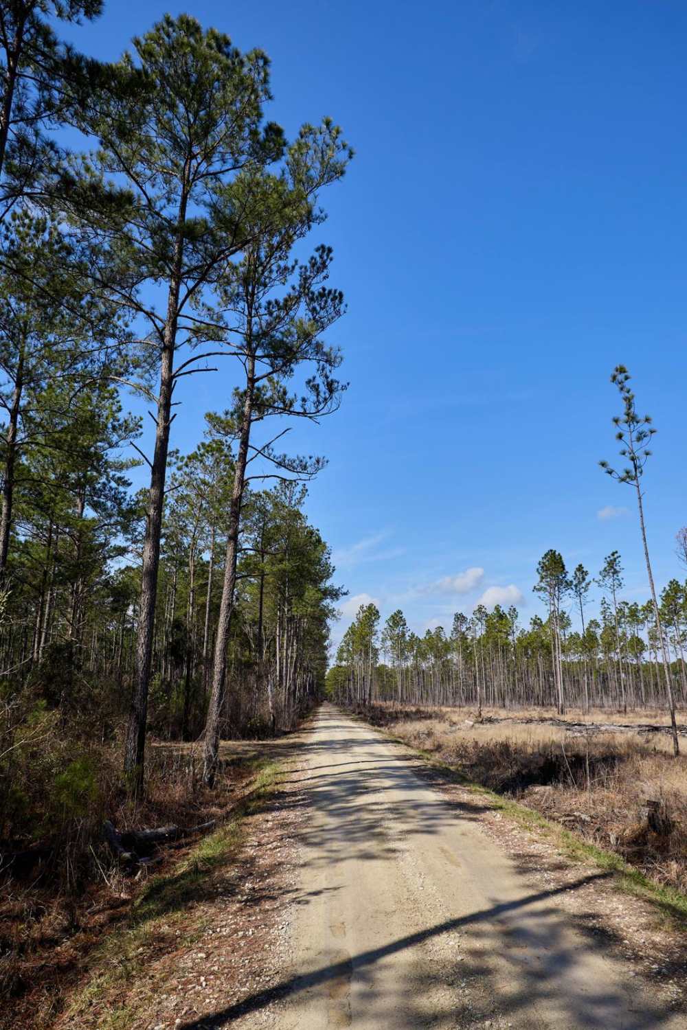 FSR108 - Bullhead Road