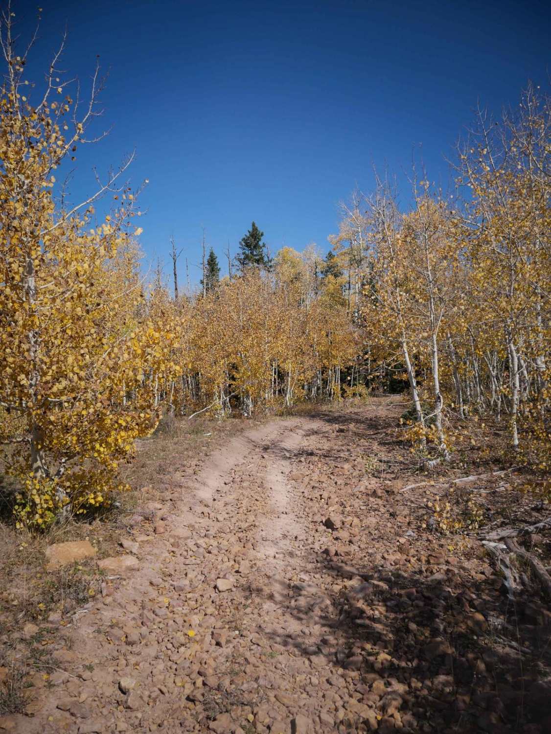 East Fork Dry Creek ATV Trail 