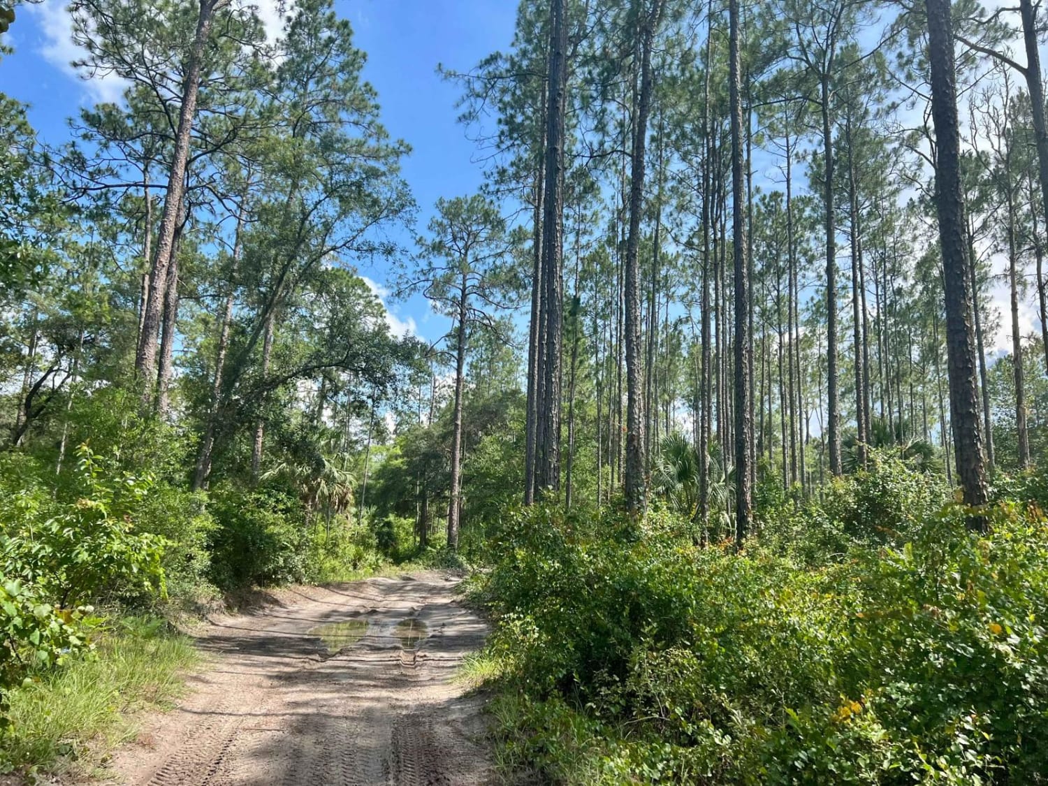 Ocala National Forest | Trail 314A-5.7