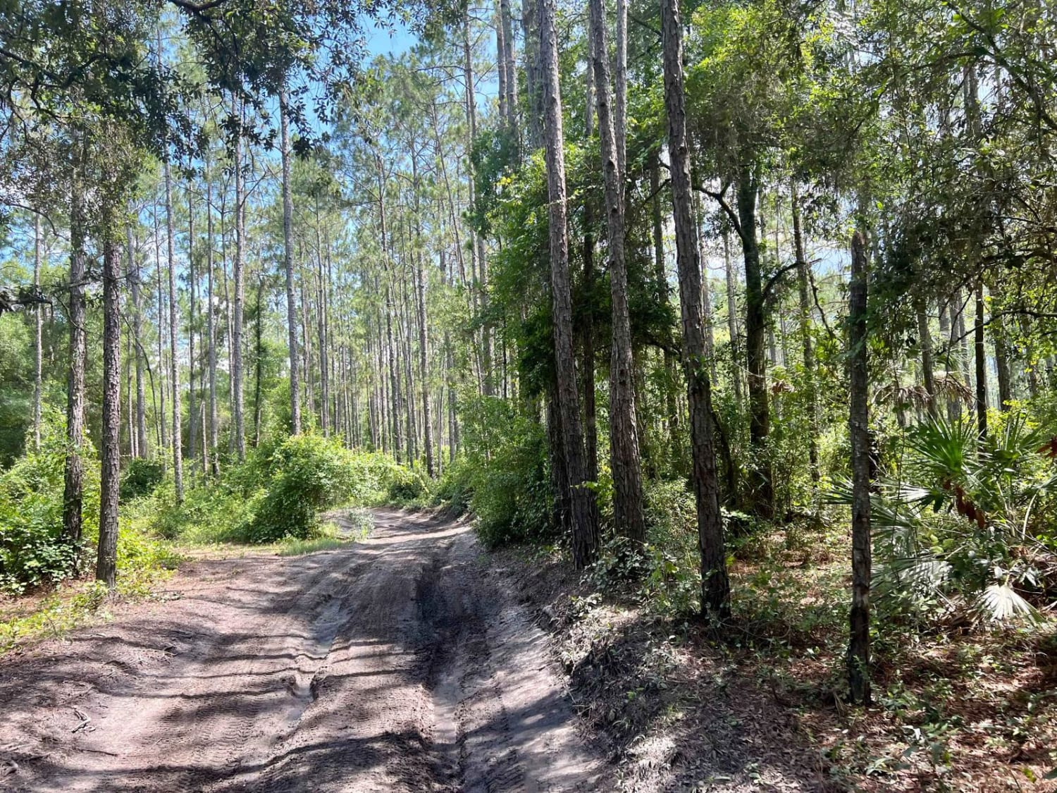 Ocala National Forest | Trail 314A-5.7