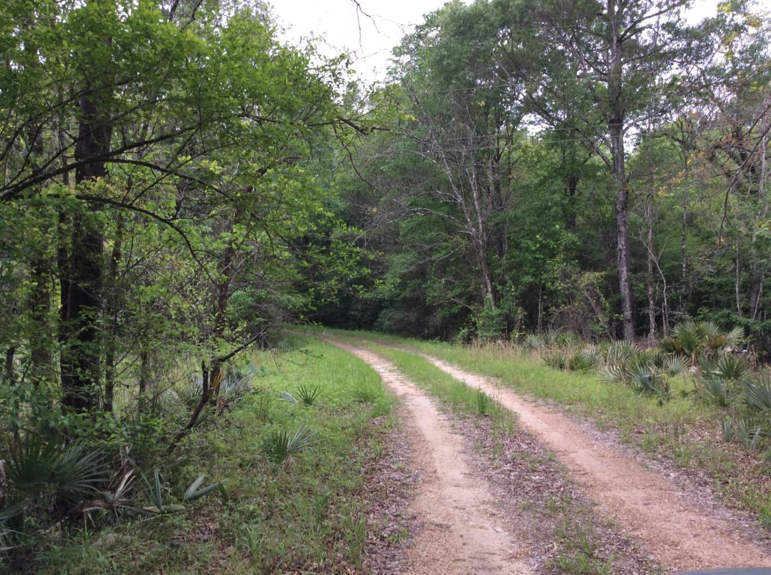 Dewey Wills Wildlife Management Area (WMA) Cross Trail