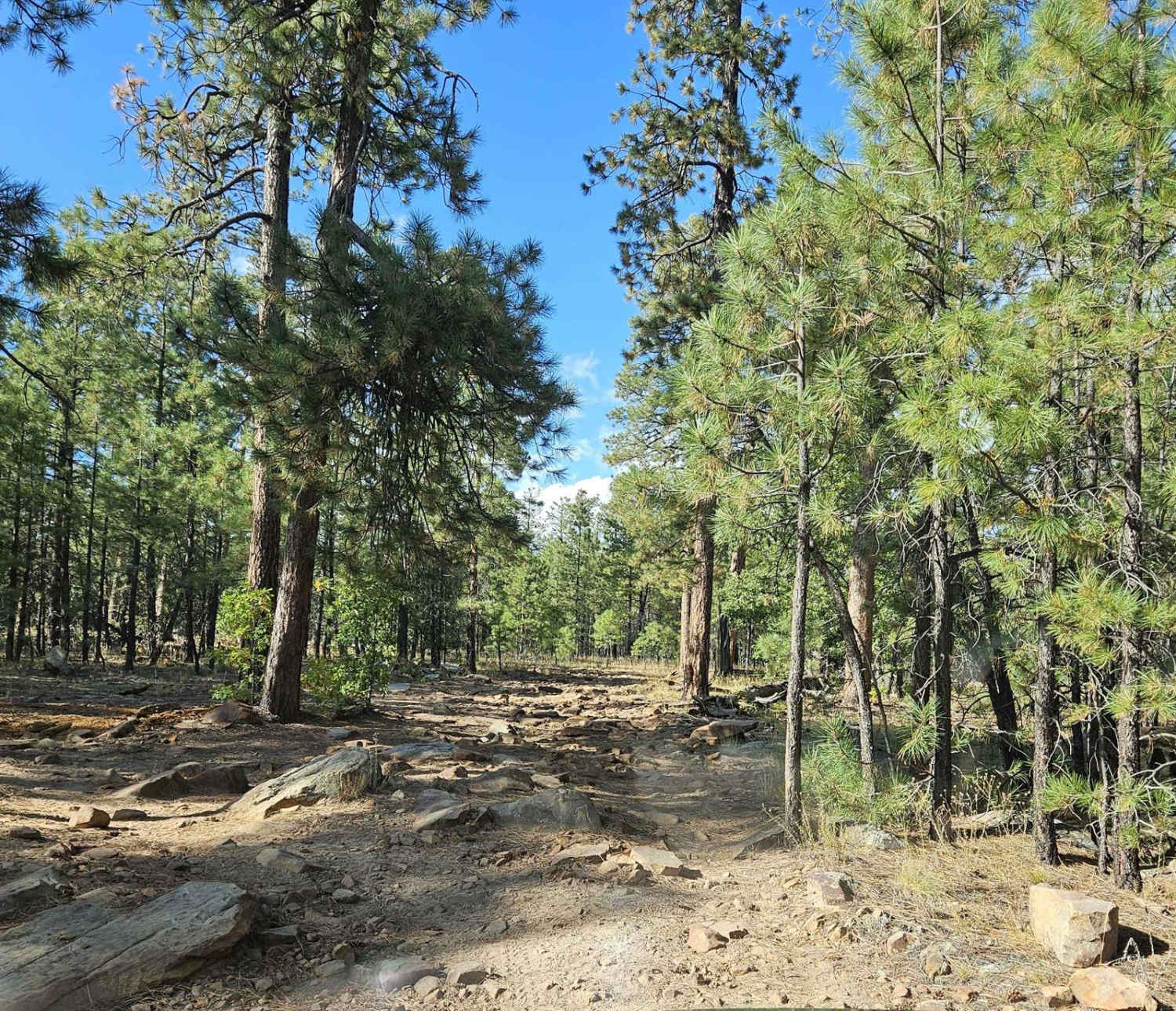 Forest Lakes to Sheep Creek Point